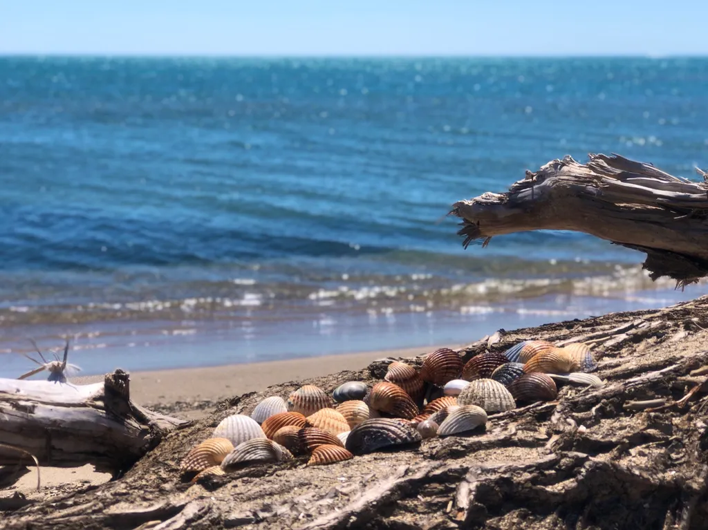 Muscheln auf einem Treibholzstamm vor dem tiefblauen Meer bei Les Cabanes de Fleury