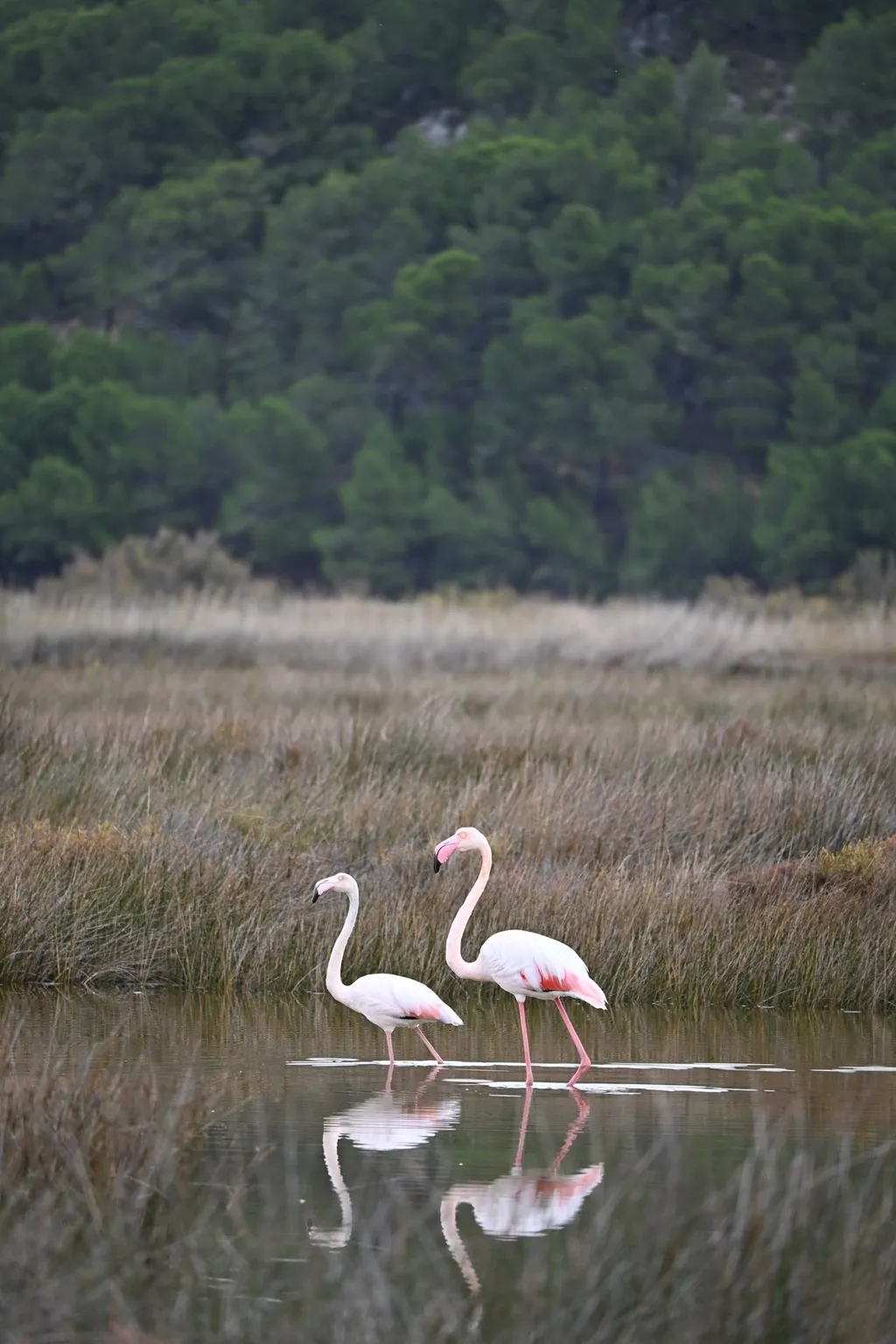 Zwei Flamingos waten am Schilfrand durch den flachen Étang, dahinter die grüne Garrigue