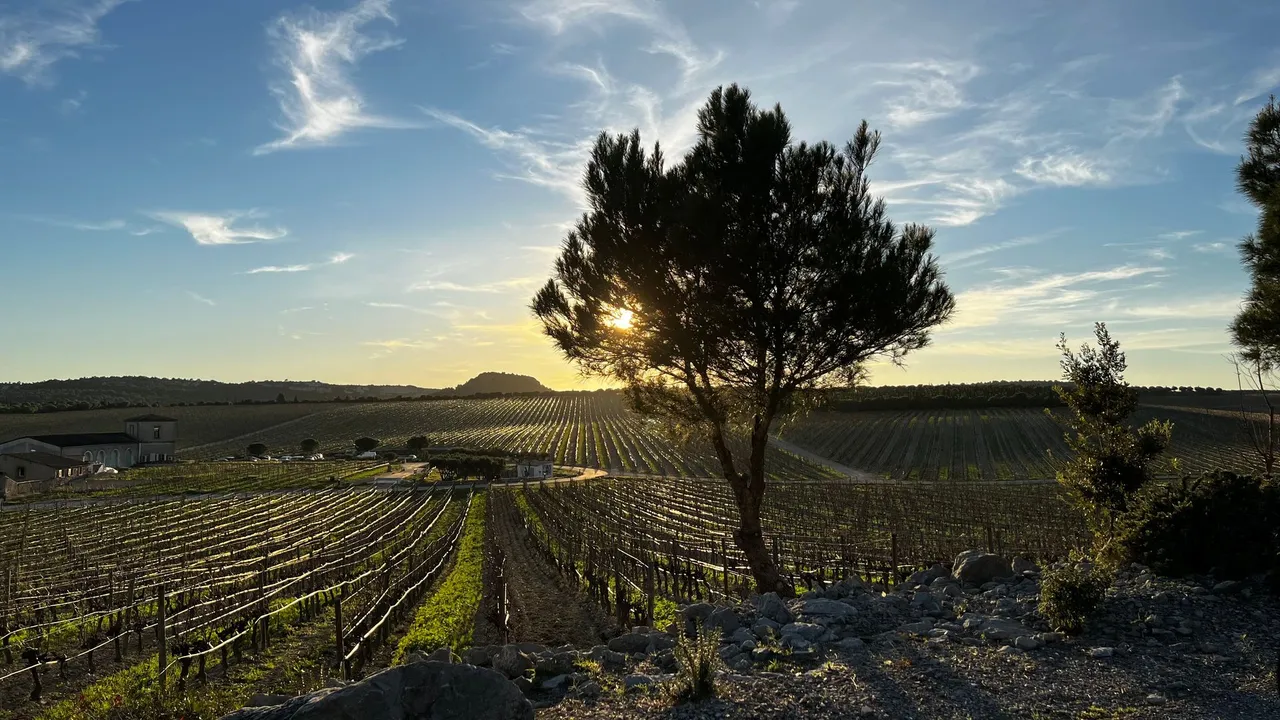 Weinberge des La Clape im Abendlicht mit einer Pinie im Vordergrund