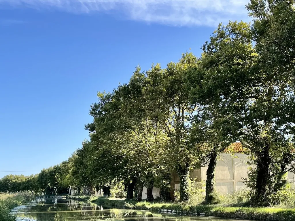 Der Canal de la Robine unter Platanen, die Laufstrecke führt am rechten Ufer entlang