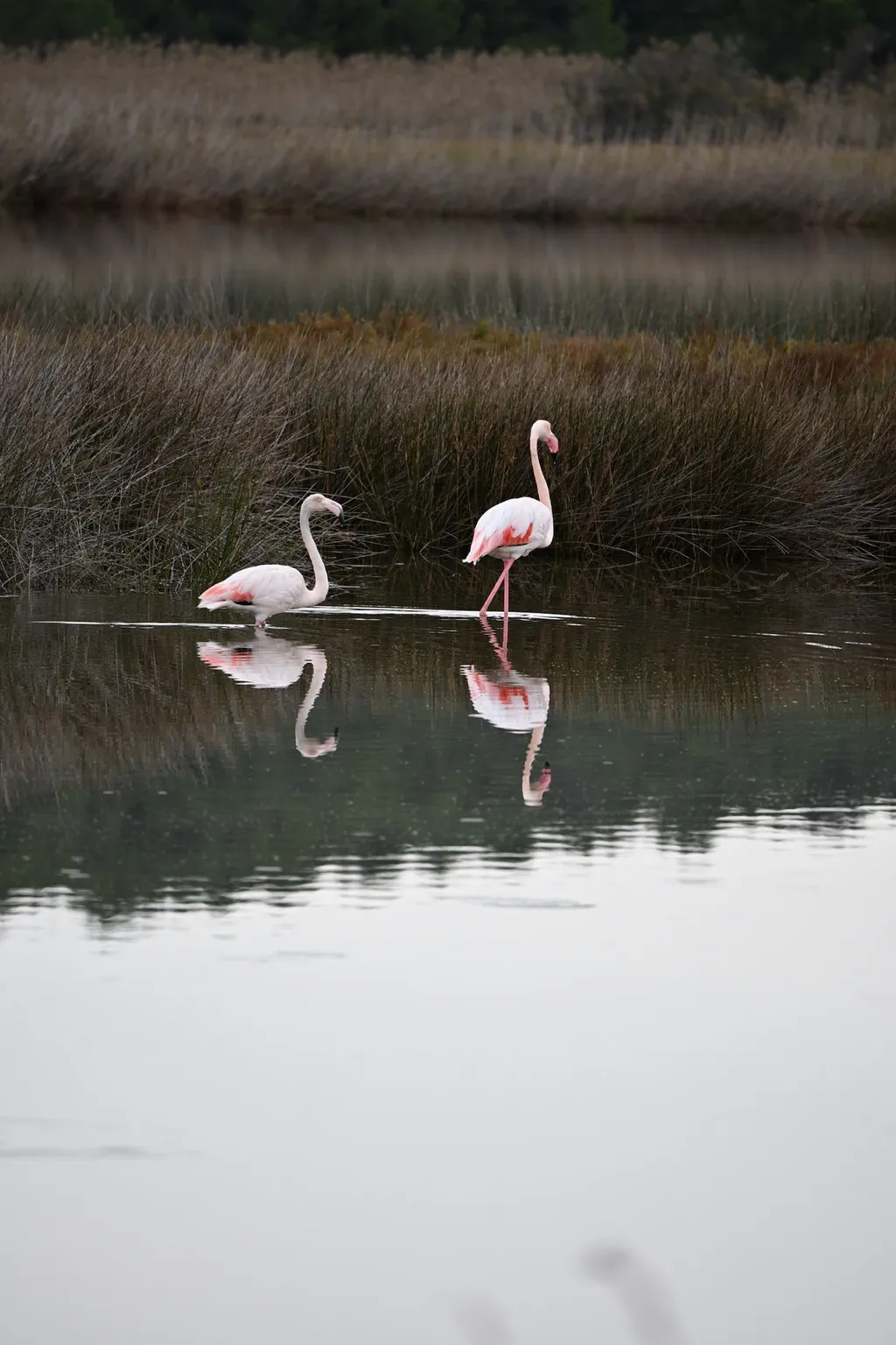 Zwei Flamingos waten durch den flachen Étang, ihre Spiegelbilder auf der stillen Wasseroberfläche