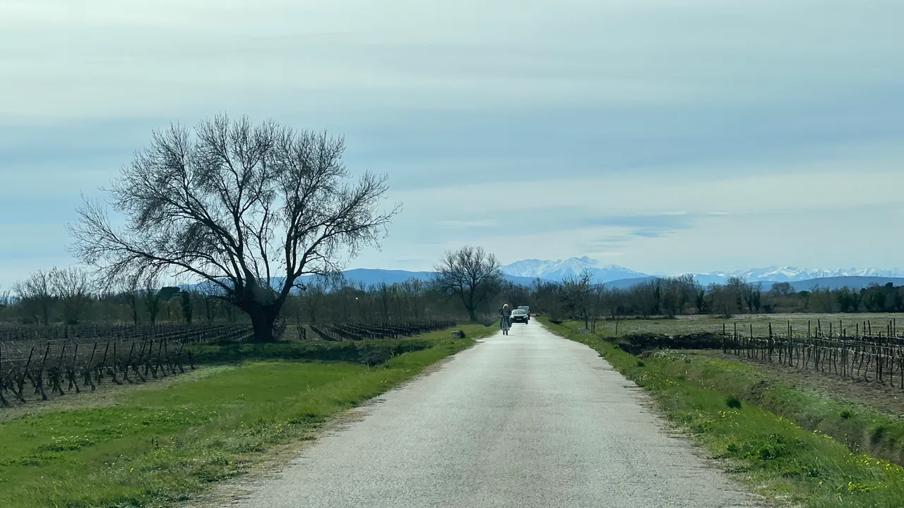Eine Radfahrerin auf einer kleinen Straße zwischen Weinbergen, am Horizont die schneebedeckten Pyrenäen